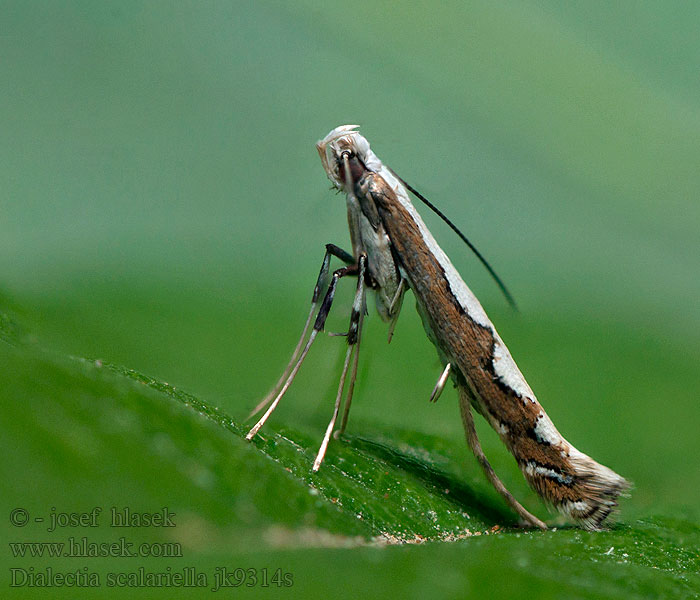 Dialectica scalariella Gracillaria