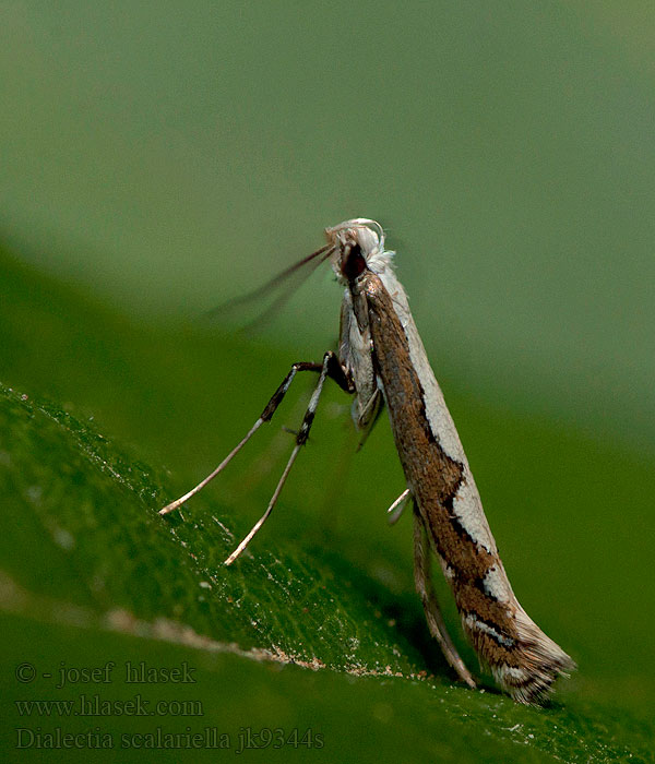 Dialectica scalariella Gracillaria