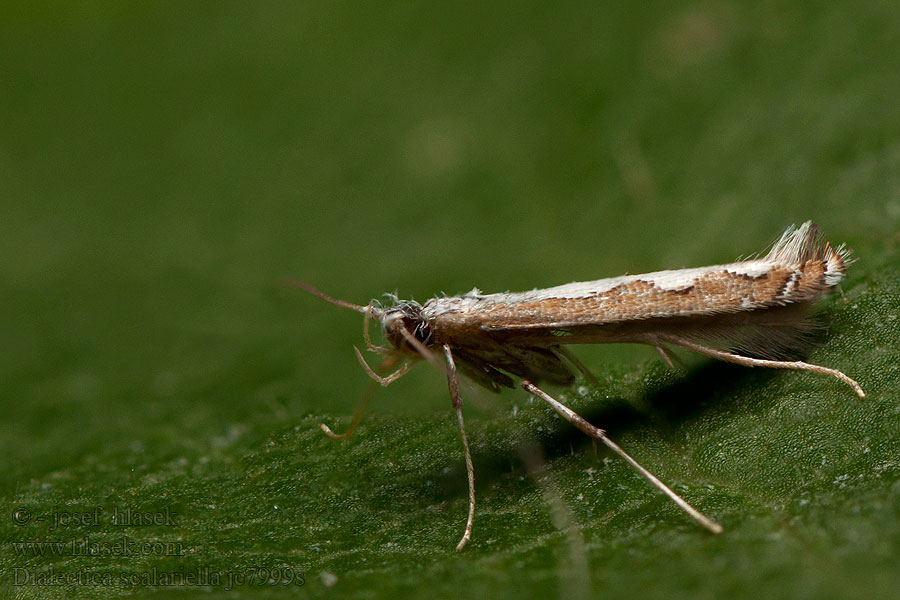 Dialectica scalariella Gracillaria