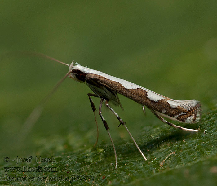 Dialectica scalariella Gracillaria