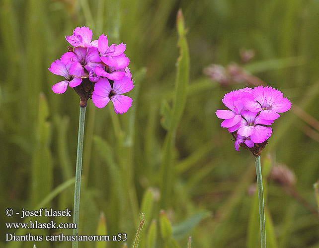 Dianthus carthusianorum Carthusian Pink Kartheuser-Nellike