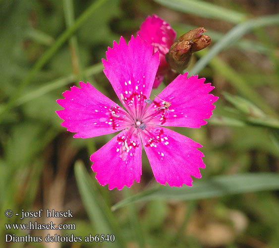 Dianthus deltoides Hvozdík kropenatý Bakke-Nellike Maiden pink