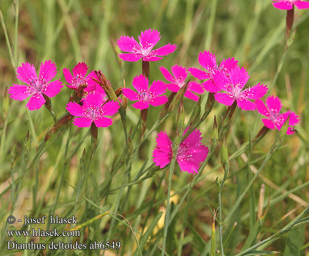 Dianthus deltoides Maiden pink Steenanjer Maiden Pink Réti szegfű