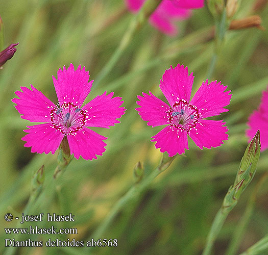 Dianthus deltoides Heide-Nelke GoĽdzik kropkowany