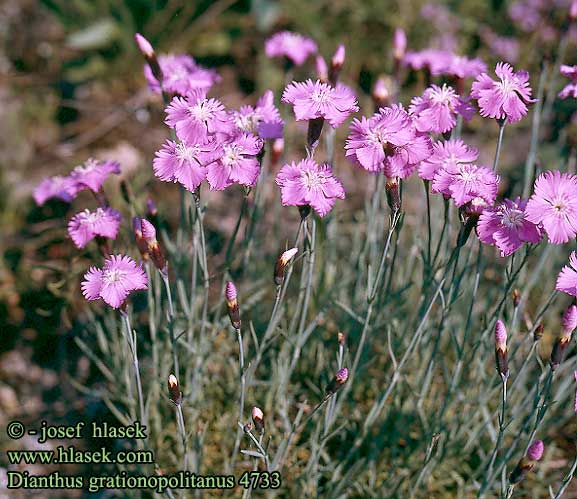 Dianthus gratianopolitanus Cheddar pink Pudenellike Vuorineilikka