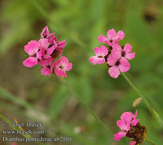 Dianthus pontederae Pannonische Karthäuser-Nelke Ungarische Nelke