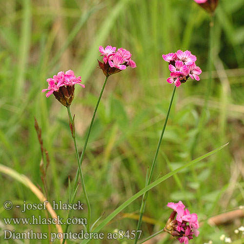 Dianthus pontederae Hvozdík pontederův Klinček Pontederov