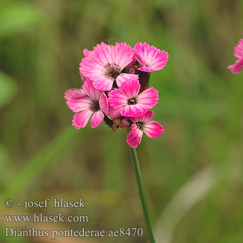 Dianthus pontederae Klinček Pontederov Magyar szegfű