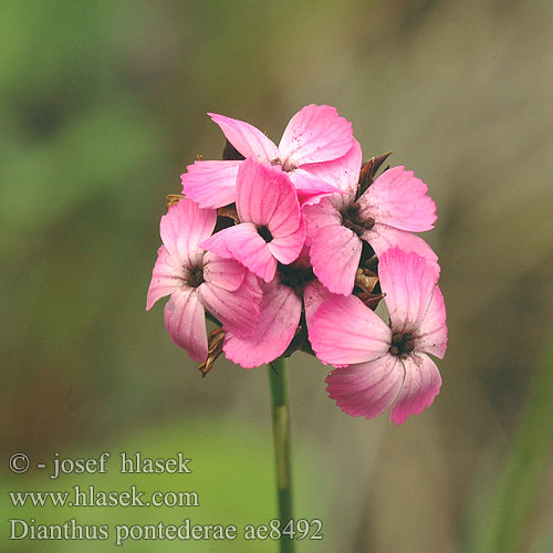 Dianthus pontederae Magyar szegfű Карамфил унгарски