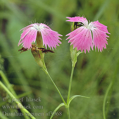 Dianthus seguieri Oeillet Seguier Hvozdík křovištní