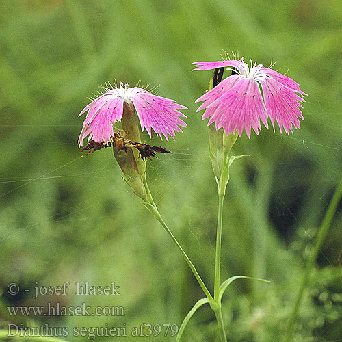 Dianthus seguieri Hvozdík křovištní Seguier Busch Nelke