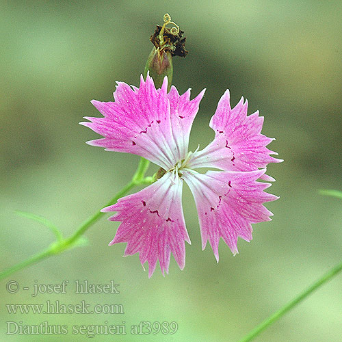 Dianthus seguieri Busch Nelke Blüte pink Ragged Pink