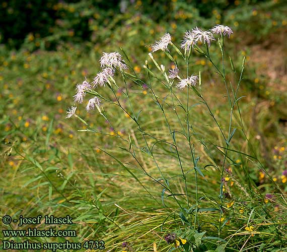 Dianthus superbus Large Pink Strand-nellike Pulskaneilikka