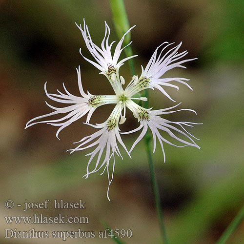 Dianthus superbus Oeillet Œillet superbe Prachtanjer Garofano superbo Buglyos szegfű Pracht-Nelke GoĽdzik pyszny klinček pyšný hvozdík Praktnejlika Гвоздика пышная Карамфил великолепен