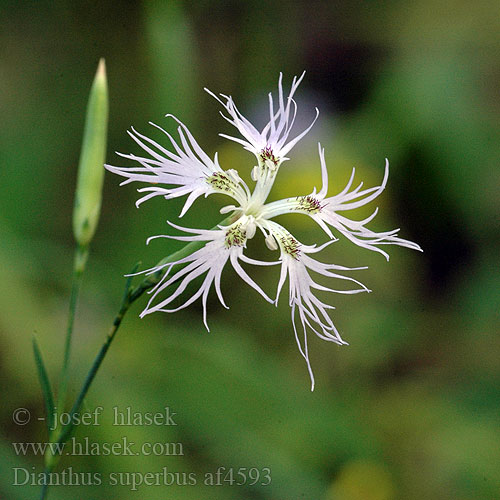 Dianthus superbus Pracht-Nelke GoĽdzik pyszny Klinček pyšný