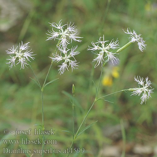 Dianthus superbus Hvozdík pyšný Praktnejlika Гвоздика пышная