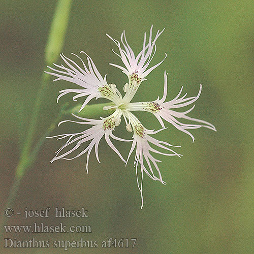 Dianthus superbus Гвоздика пышная Карамфил великолепен Large Pink