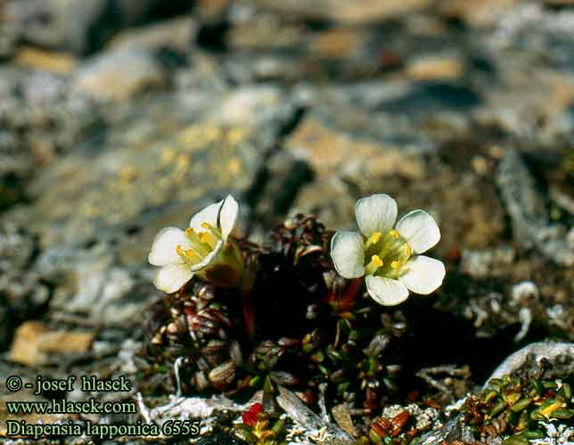 Diapensia lapponica UK: Lapland Diapensia DA: Fjeldpryd FI: uuvana NL:  Samendiapensia DE: Diapensie SE: Fjällgröna NO: Fjellpryd