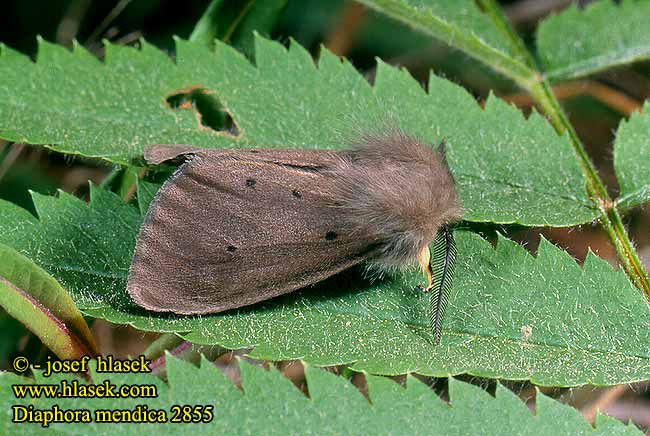 Diaphora mendica Cycnia Muslin Moth Écaille Mendiante Felemás medvelepke Grauer Fleckleibbär Spriadač vratičový Přástevník vratičový Медведица нищенка Misiówka gołotka Grå bjørn Hukkasiilikäs Mendicabeer Pilkoji meškutė Skābeņu lācītis Gråbrun tigerspinner Grå tigerspinnare