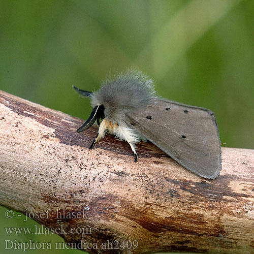 Gråbrun tigerspinner Grå tigerspinnare Diaphora mendica Cycnia Muslin Moth Écaille Mendiante Felemás medvelepke Grauer Fleckleibbär Spriadač vratičový Přástevník vratičový Медведица нищенка Misiówka gołotka Grå bjørn Hukkasiilikäs Mendicabeer Pilkoji meškutė Skābeņu lācītis