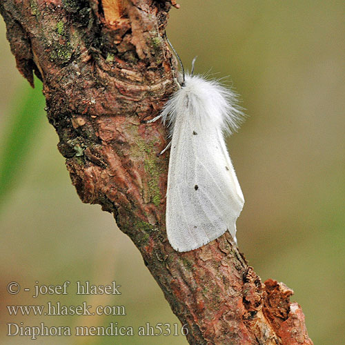 Muslin Moth Écaille Mendiante Felemás medvelepke Grauer Fleckleibbär Spriadač vratičový Přástevník vratičový Медведица нищенка Misiówka gołotka Grå bjørn Hukkasiilikäs Mendicabeer Pilkoji meškutė Skābeņu lācītis Gråbrun tigerspinner Grå tigerspinnare Diaphora mendica Cycnia