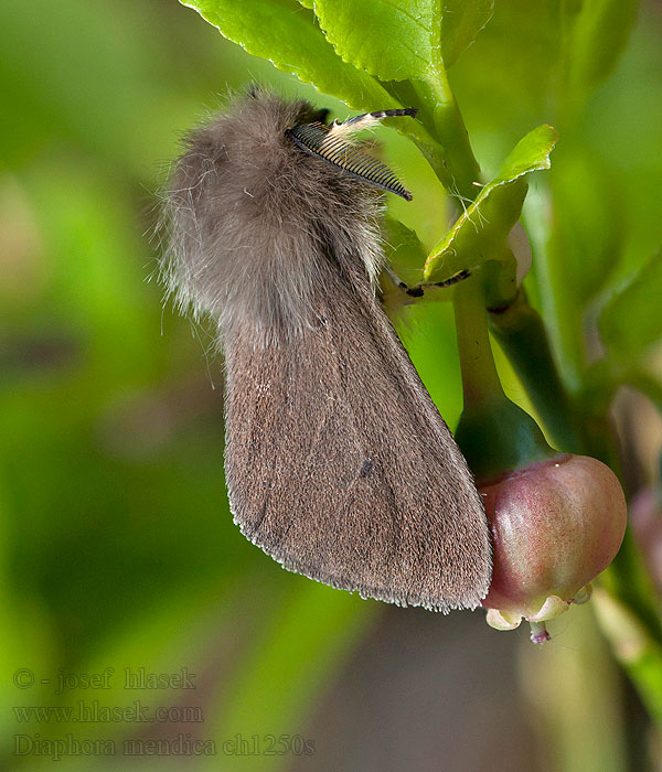 Diaphora mendica