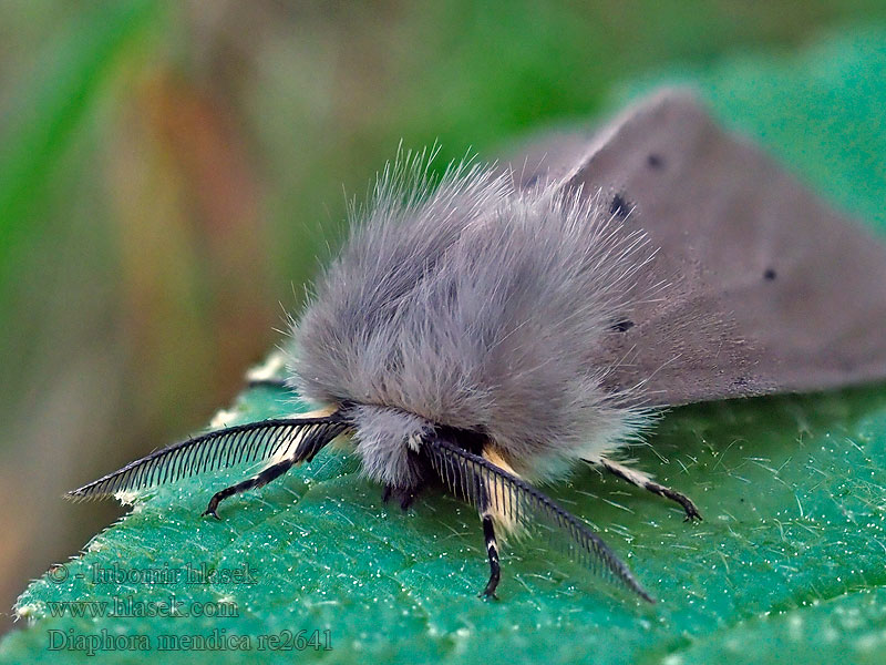 Diaphora mendica