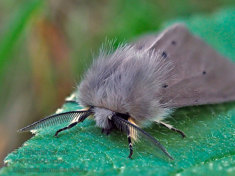 Diaphora mendica