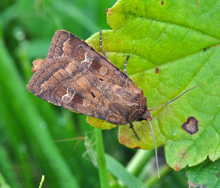 Diarsia rubi Osenice luční Wegerich-Erdeule Small Square-spot