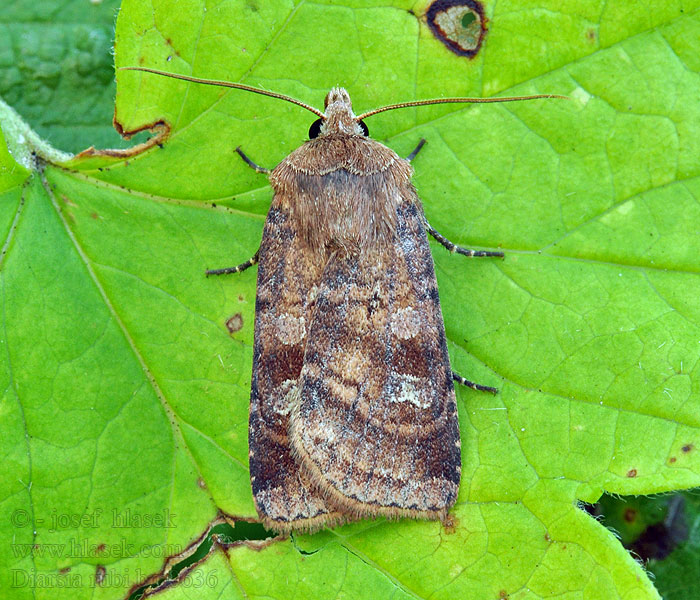 Mora poľná Noctuelle belle Совка подорожниковая Hallonjordfly