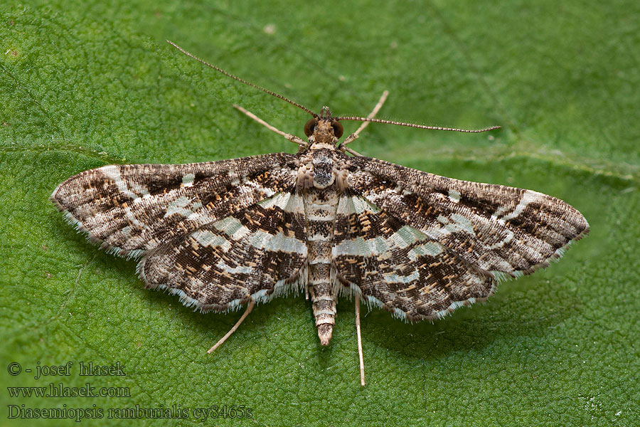 Agaatlichtmo Diasemiopsis ramburialis