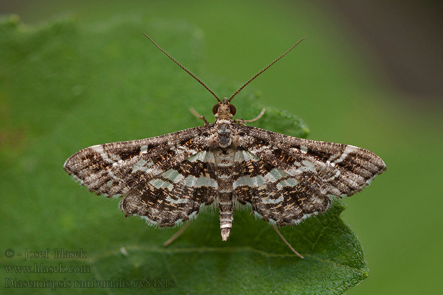 Agaatlichtmo Diasemiopsis ramburialis