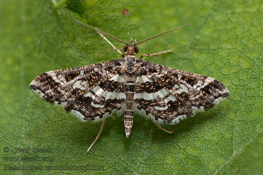 Diasemiopsis ramburialis