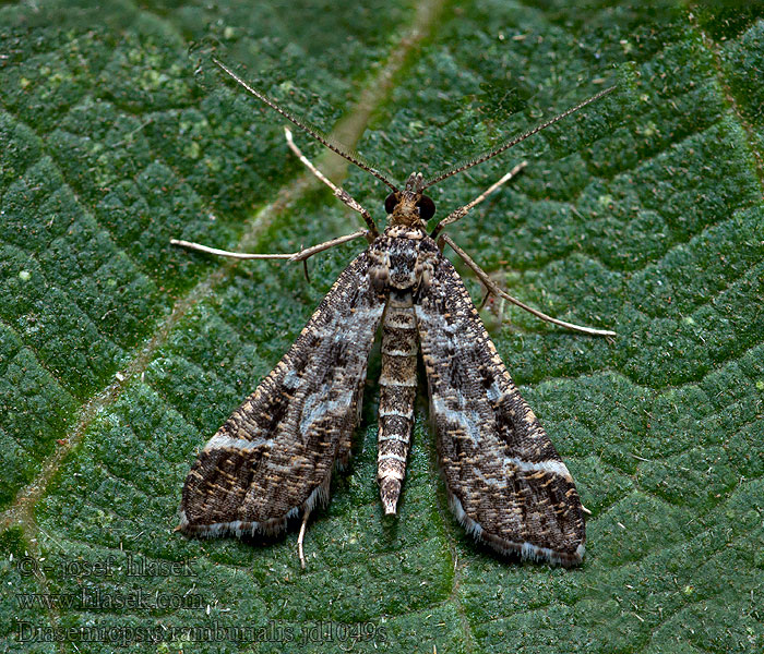 Diasemiopsis ramburialis