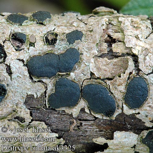 Blasiges Eckenscheibchen Seljerundskorpe Sälgnästing Diatrype bullata Sphaeria Korovitka vakovitá Diatrypka Willow Barkspot Pile-kulskorpe Nappikilpi Wilgeschorsschijfje