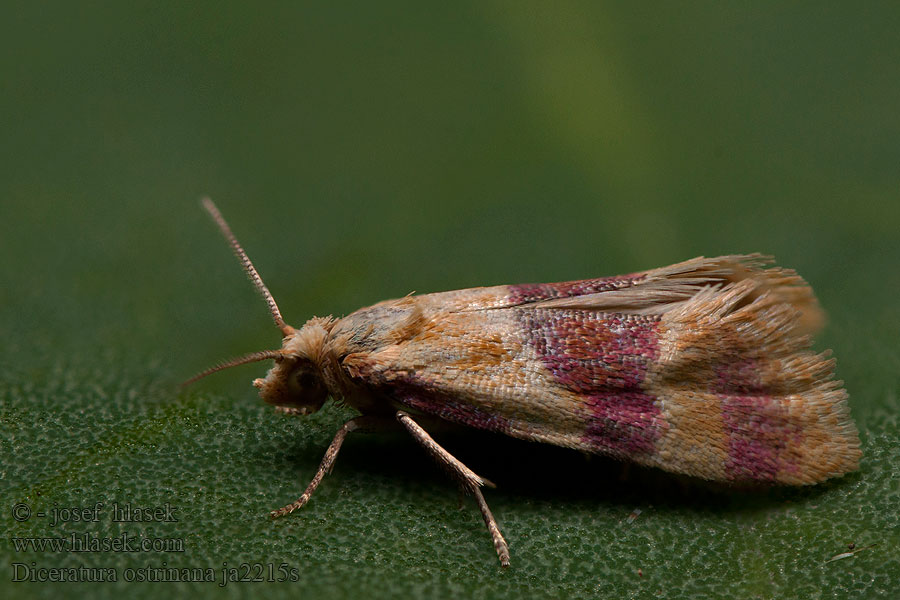 Diceratura ostrinana Zvinúvač purpurový