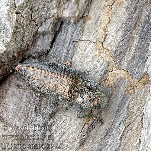 Dicerca aenea ae4287