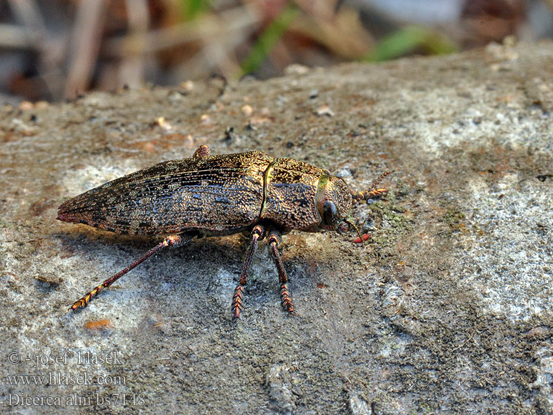 Dicerca alni Dicerque Aulne