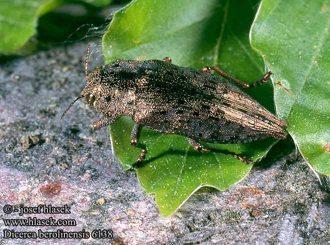 Dicerca berolinensis Berliner Prachtkäfer Goldene Grand Bupreste Hêtre