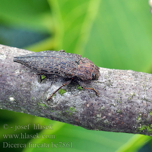 Dicerca furcata acuminata Krasec vidličnatý Scharfzähniger Zahnflügel-Prachtkäfer Златка берёзовая сосновая двухвостая Krasoň brezový