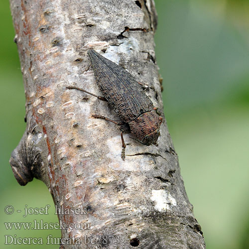 Scharfzähniger Zahnflügel-Prachtkäfer Златка берёзовая сосновая двухвостая Krasoň brezový Dicerca furcata acuminata Krasec vidličnatý