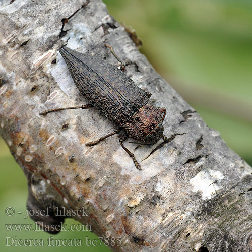 Krasoň brezový Dicerca furcata acuminata Krasec vidličnatý Scharfzähniger Zahnflügel-Prachtkäfer Златка берёзовая сосновая двухвостая