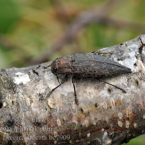 Krasec vidličnatý Златка берёзовая сосновая двухвостая Krasoň brezový Dicerca furcata acuminata Scharfzähniger Zahnflügel-Prachtkäfer