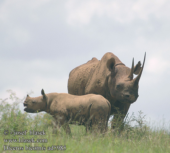 Diceros bicornis Black Rhinoceros Sort nasehorn Suippohuulisarvikuono Rhinocéros noir Zwarte neushoorn Rinoceronte nero Fekete Keskenyszájú orrszarvú Spitzmaulnashorn Nosorożec czarny zwyczajny Nosorožec dvourohý černý Rinoceronte Negro Spetsnoshörning Swartrenoster Crni nosorog Frikorneg du Rinoceront negre 검은코뿔소 Crni nosorog קרנף צר שפה Badhak Ireng Melnais degunradzis Juodasis raganosis Црн носорог Хар хирс クロサイ Чёрный носорог Črni nosorog Црни носорог கறுப்பு காண்டாமிருகம் แรดดำ Kara gergedan 黑犀 Tê giác đen Чорний носоріг Nosorožec čierny