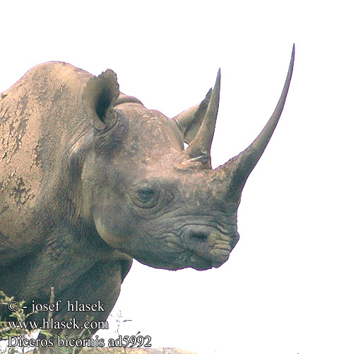 Rhinocéros noir Zwarte neushoorn Rinoceronte nero Fekete Keskenyszájú orrszarvú Spitzmaulnashorn Nosorożec czarny zwyczajny Nosorožec dvourohý černý Rinoceronte Negro Spetsnoshörning Swartrenoster Crni nosorog Frikorneg du Rinoceront negre 검은코뿔소 Crni nosorog קרנף צר שפה Badhak Ireng Melnais degunradzis Juodasis raganosis Црн носорог Хар хирс クロサイ Чёрный носорог Črni nosorog Црни носорог கறுப்பு காண்டாமிருகம் แรดดำ Kara gergedan 黑犀 Tê giác đen Чорний носоріг Nosorožec čierny Diceros bicornis Black Rhinoceros Sort nasehorn Suippohuulisarvikuono