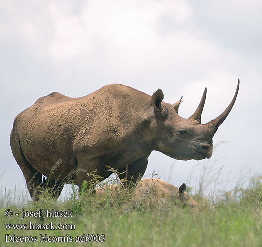 Diceros bicornis ad6003