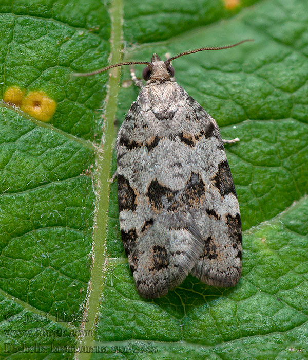 Bartrevikler Dichelia histrionana