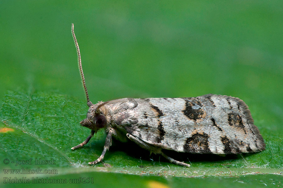 Dichelia histrionana