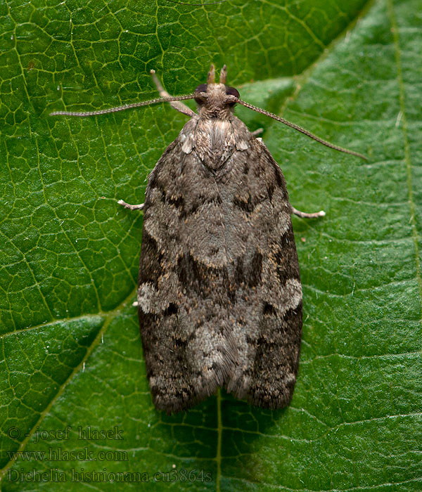 Dichelia histrionana