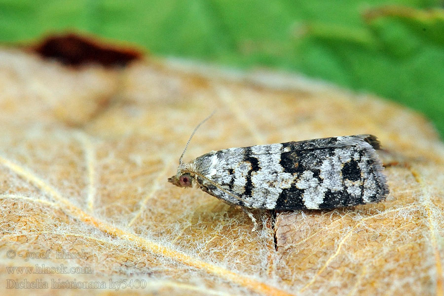 Dichelia histrionana